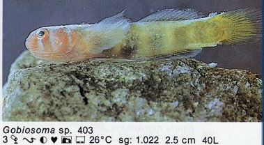 Gobiosoma sp